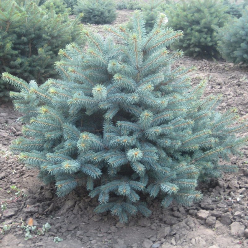 Ель колючая Балатон