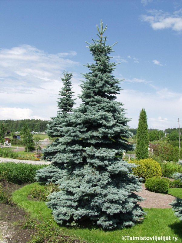 Ель колючая Picea pungens