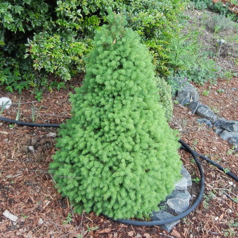 Picea glauca conica Speedy ель