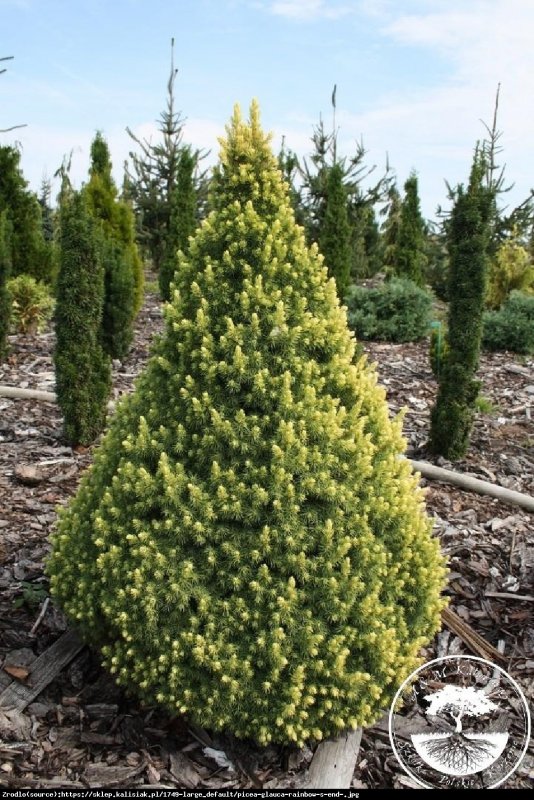 Ель канадская Picea glauca Rainbow's end