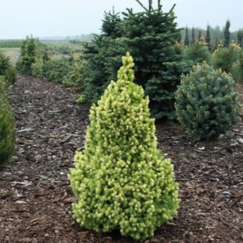 Ель сизая (Picea glauca Biesenthaler Fruhling) c2 40-50