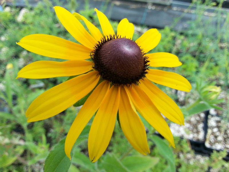 Рудбекия волосистая (Rudbeckia hirta)