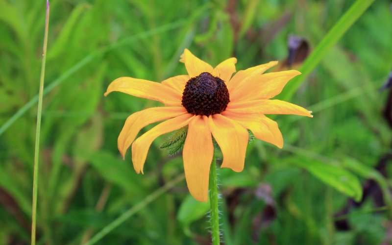 Рудбекия (Rudbeckia)