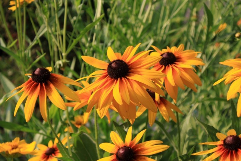Rudbeckia Green Wizard
