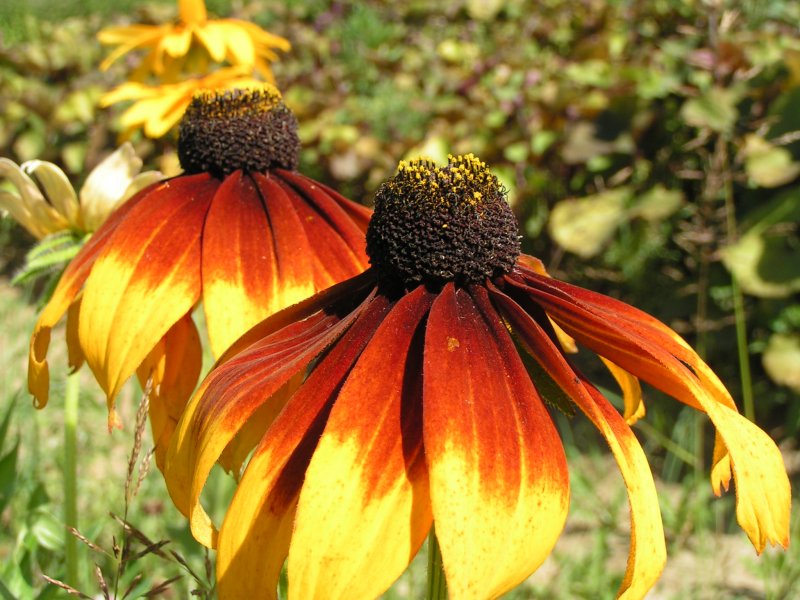Рудбекия двухцветная (Rudbeckia bicolor)