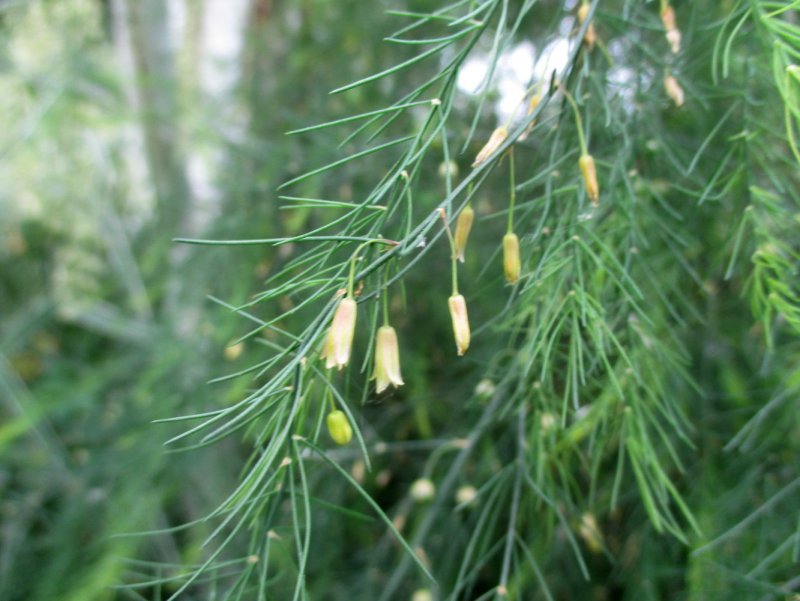 Аспарагус/спаржа (Asparagus