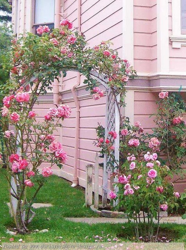 Плетистая роза возле забора