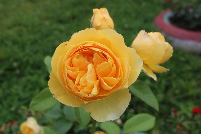 Rose Graham Thomas (Ausmas) David Austin 1983