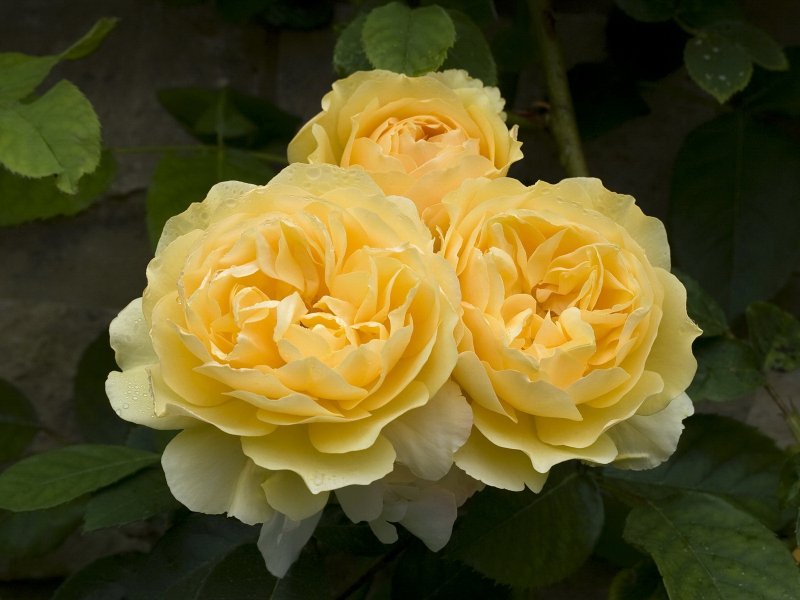 Rose Graham Thomas David Austin