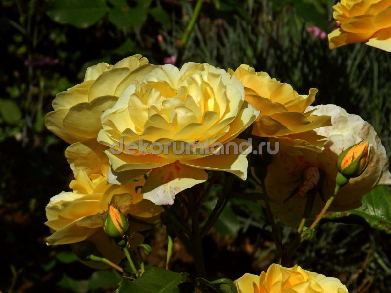 Парковые розы шрабы