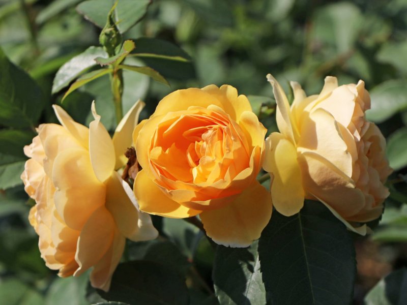 Роза "Грахам Томас", Rosa "Graham
