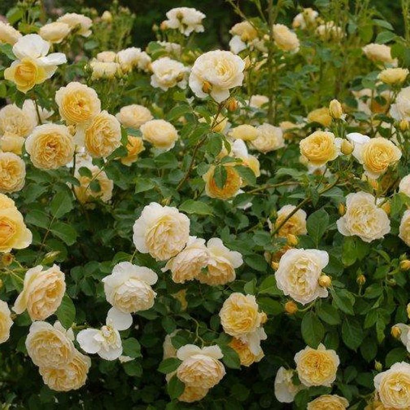 Rose Graham Thomas Ausmas David Austin