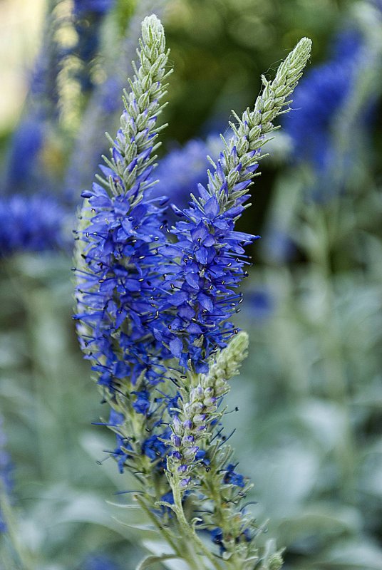 Вероника Teucrium