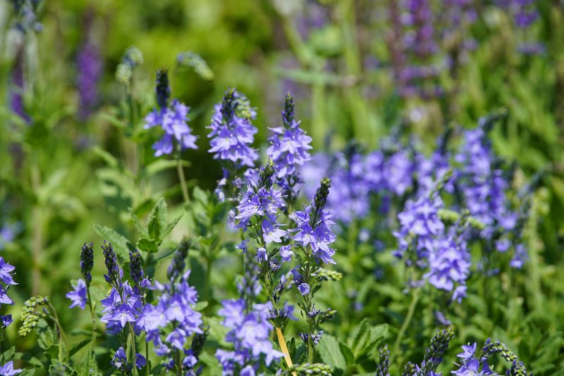 Вероника Австрийская Knallblau