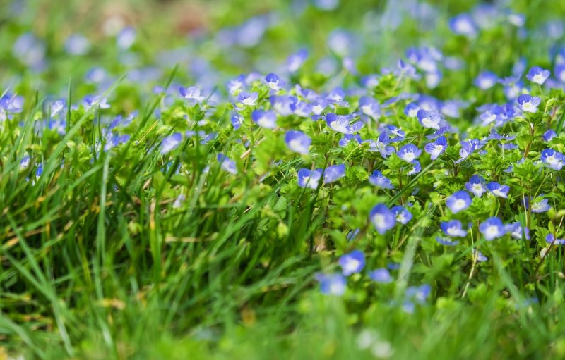Veronica Teucrium