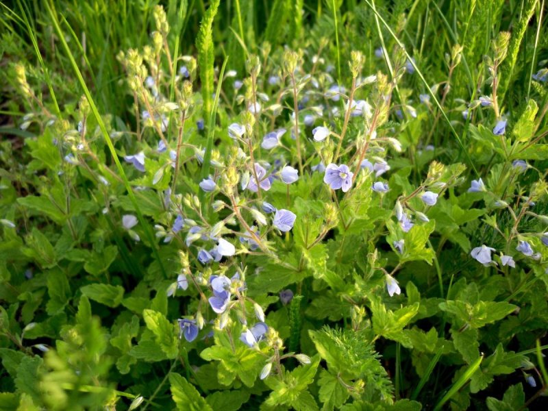 Veronica arvensis