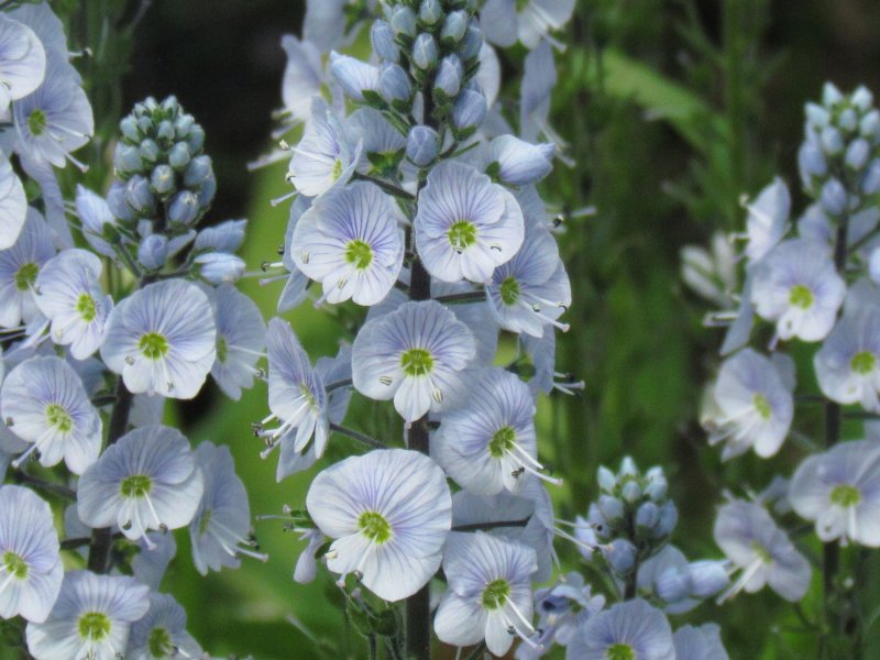 Veronica arvensis всходы