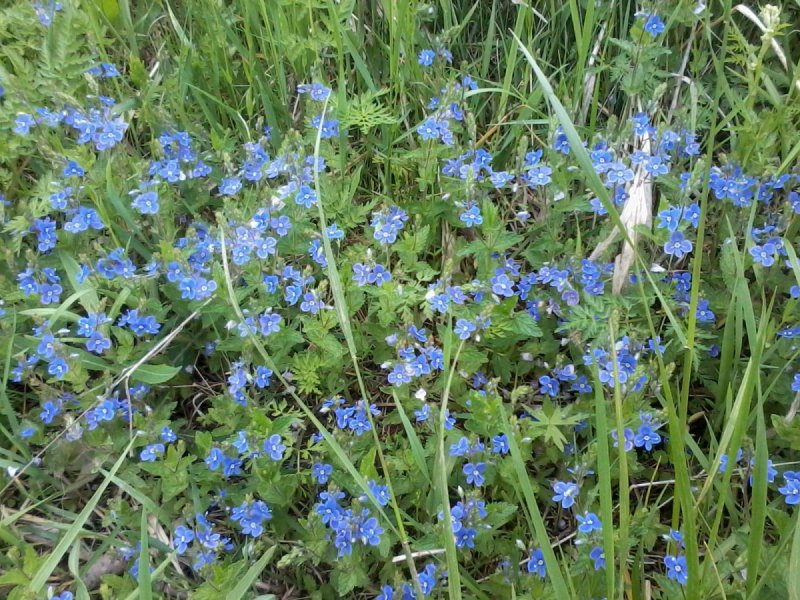 Veronica spicata