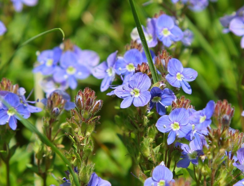 Veronica Teucrium