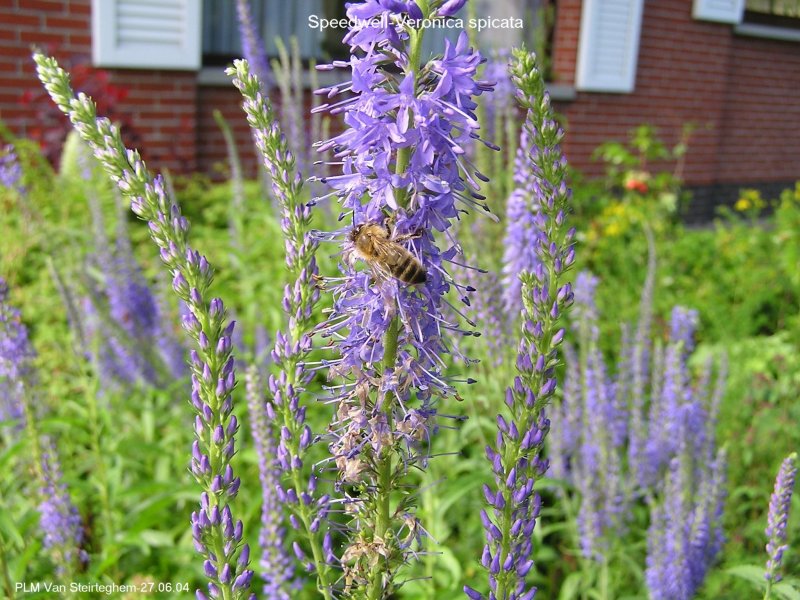 Вероника большая Veronica Teucrium
