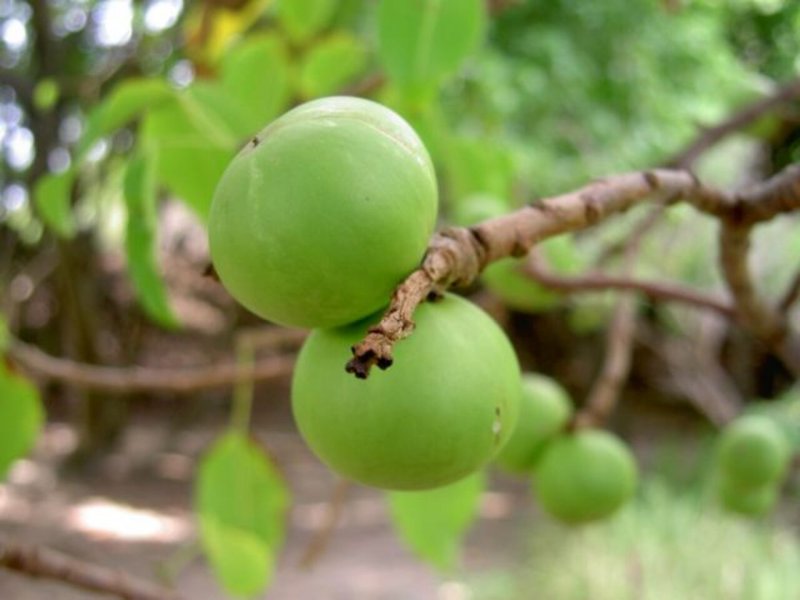 Barringtonia speciosa.