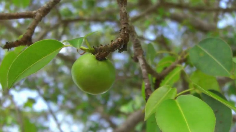 Aegle Marmelos дерево