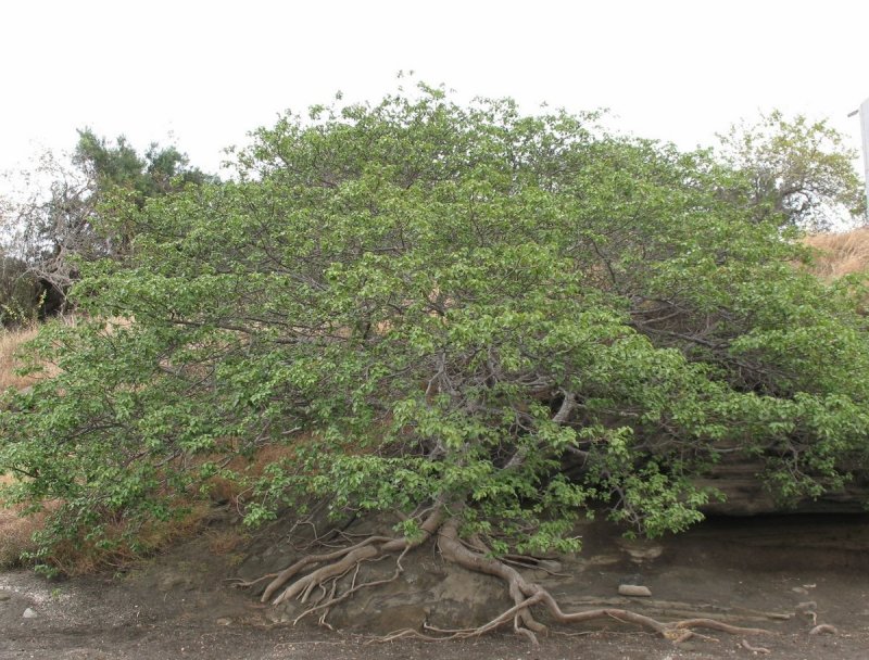 Манцинелла (Hippomane mancinella)