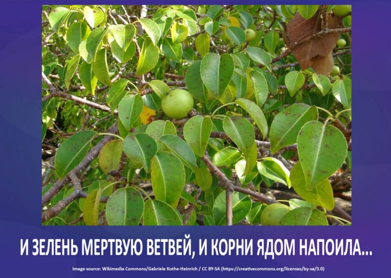 Cerbera odollam комнатное
