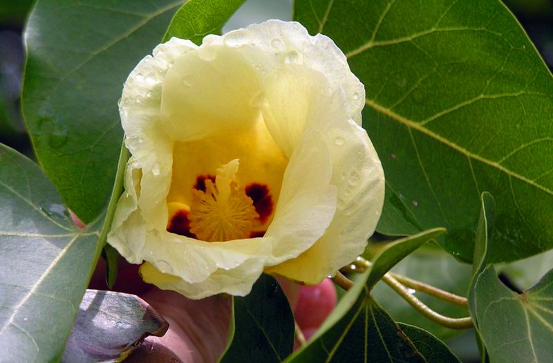 Манцинелла (Hippomane mancinella)