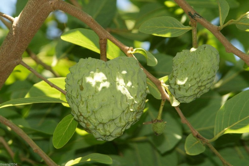 Arbol Hippomane mancinella следы на коже