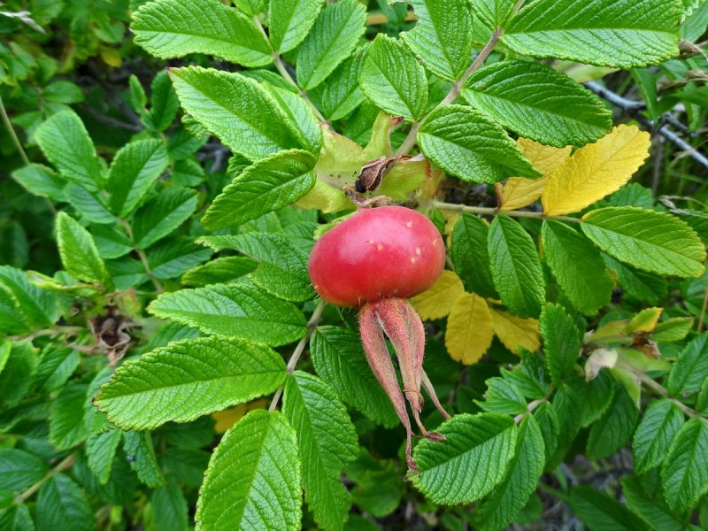 Rosa rugosa роза морщинистая (шиповник)