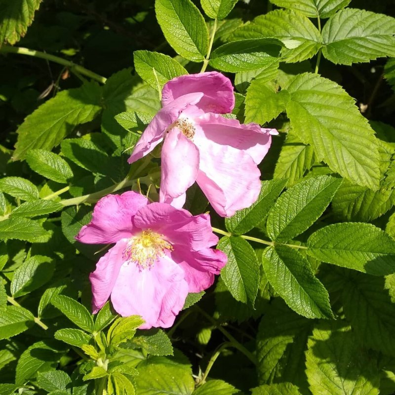 Роза морщинистая Rosa rugosa