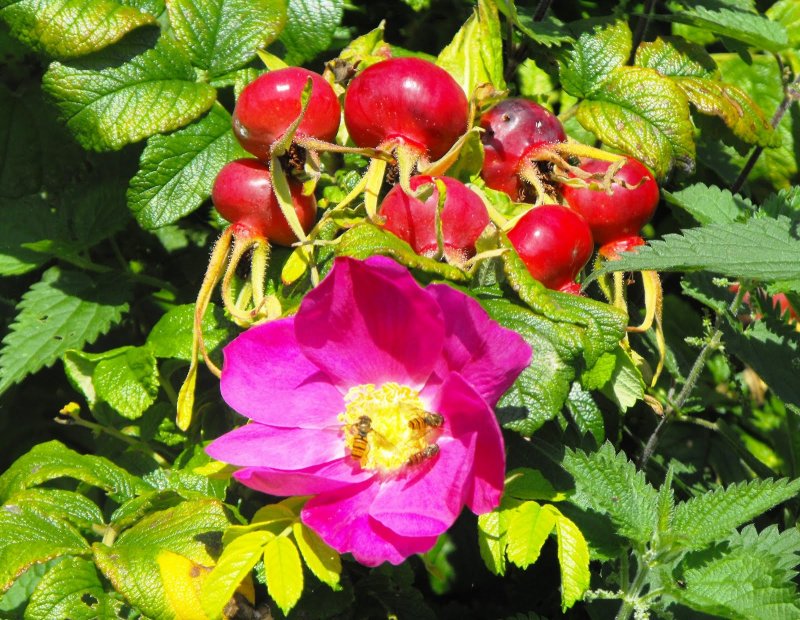 Шиповник морщинистый Rosa rugosa