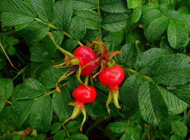 Шиповник Rosa rugosa