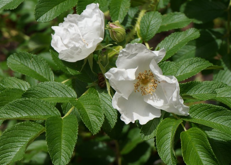 Роза ругоза rugosa rubra
