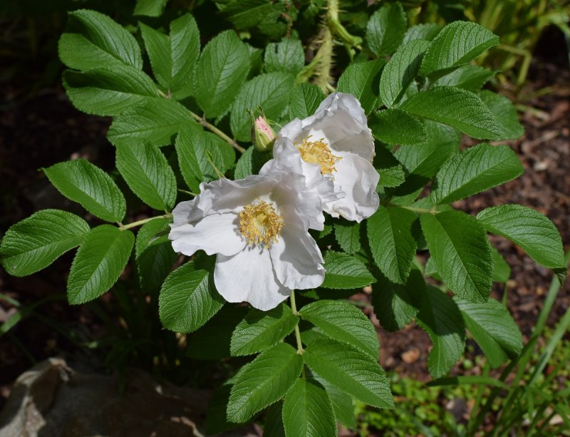 Шиповник Максимовича Rosa maximowicziana