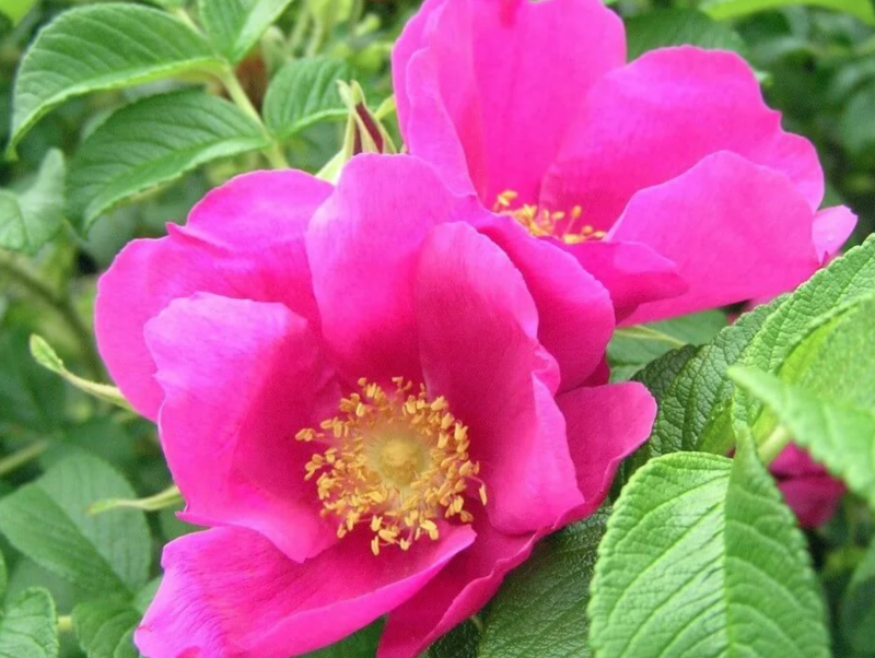Роза морщинистая (Rosa rugosa `rubra`)