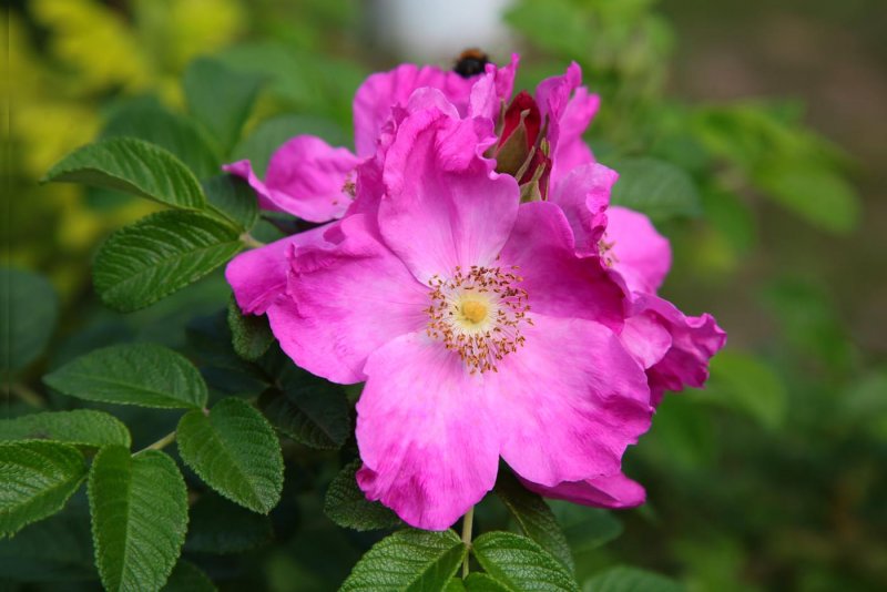 Роза морщинистая Rosa rugosa