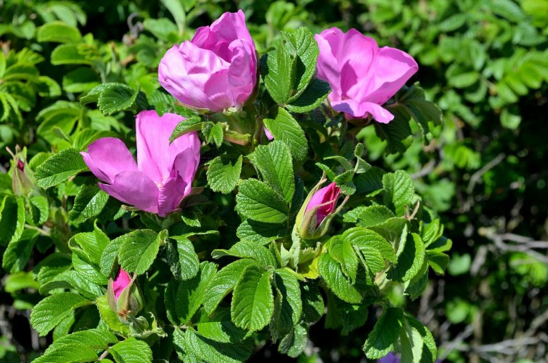 Роза морщинистая Rosa rugosa