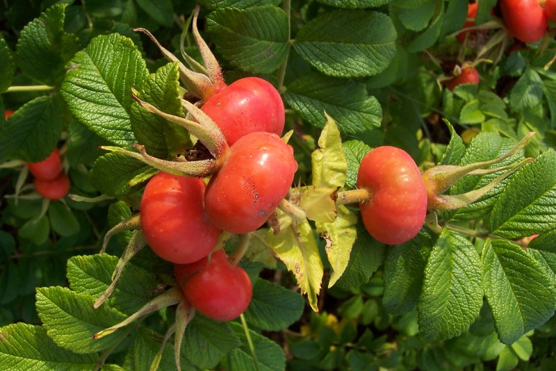 Rosa rugosa Hansa плоды шиповника сдобны?