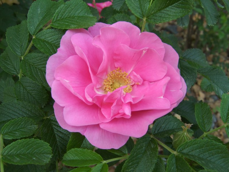 Роза морщинистая Rosa rugosa
