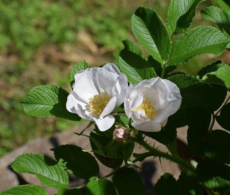 Роза морщинистая Rosa rugosa
