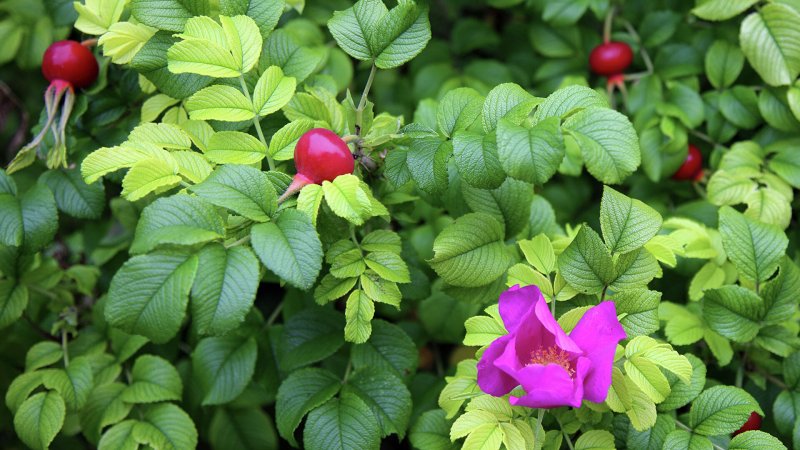 Шиповник морщинистый Rosa rugosa