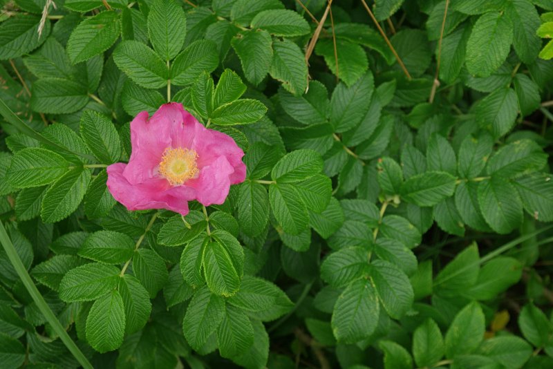 Роза морщинистая Rosa rugosa