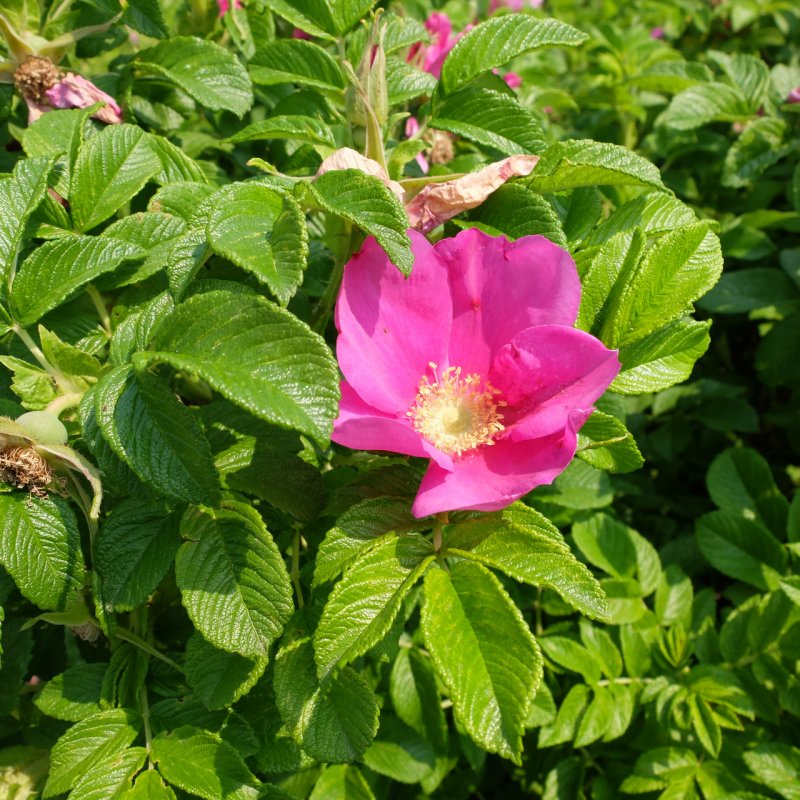 Шиповник морщинистый Rosa rugosa
