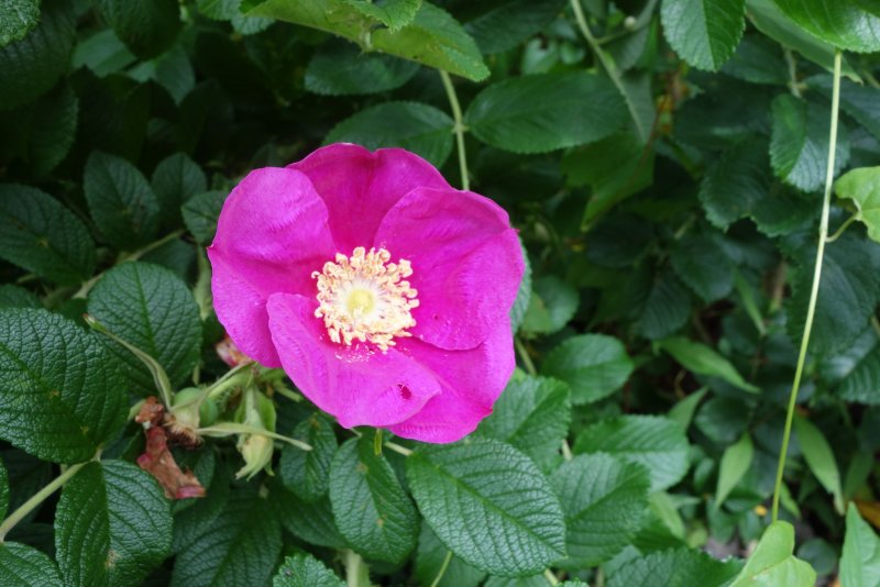 Роза морщинистая Rosa rugosa