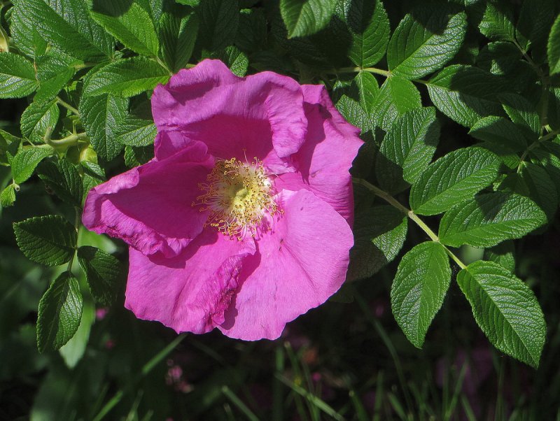Шиповник морщинистый Rosa rugosa