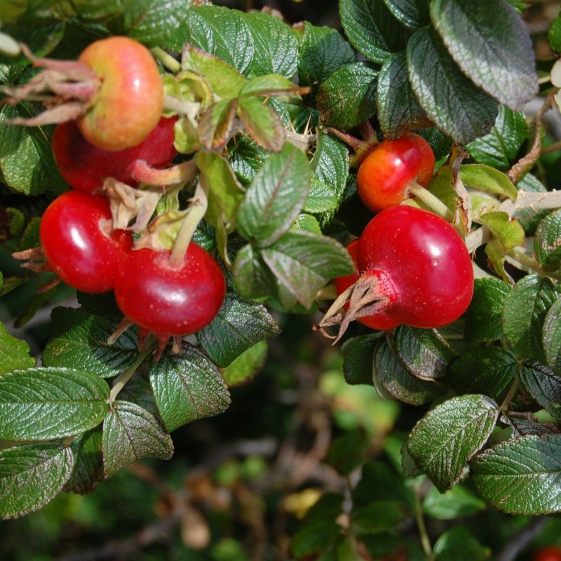 Роза морщинистая Rosa rugosa