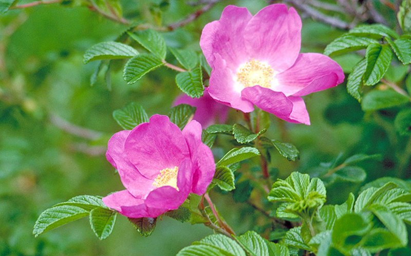 Роза морщинистая Rosa rugosa