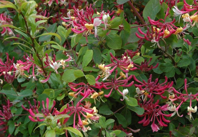 Lonicera каприфоль